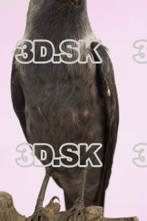 Jackdaw - Corvus monedula 0002